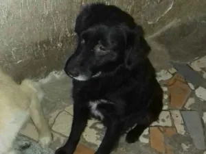 Cachorro raça srd idade 1 ano nome Nescau
