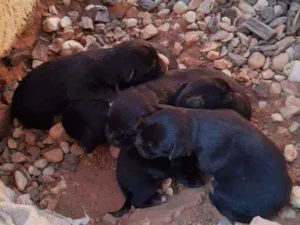 Cachorro raça  idade Abaixo de 2 meses nome Sem nome