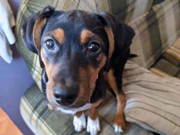 Cachorro raça Sem raça idade 2 a 6 meses nome Dolores