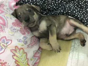 Cachorro raça SRD idade Abaixo de 2 meses nome Dino