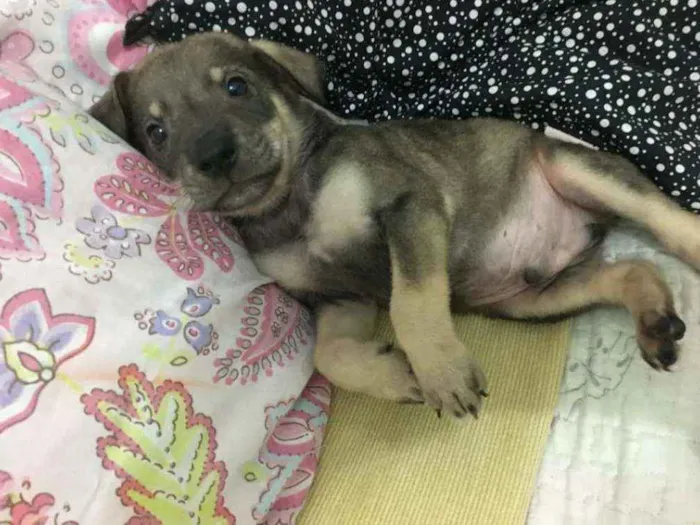 Cachorro ra a SRD idade Abaixo de 2 meses nome Dino