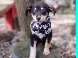 Cachorro raça Srd idade 2 a 6 meses nome Enock