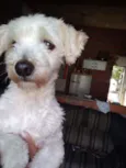 Bob