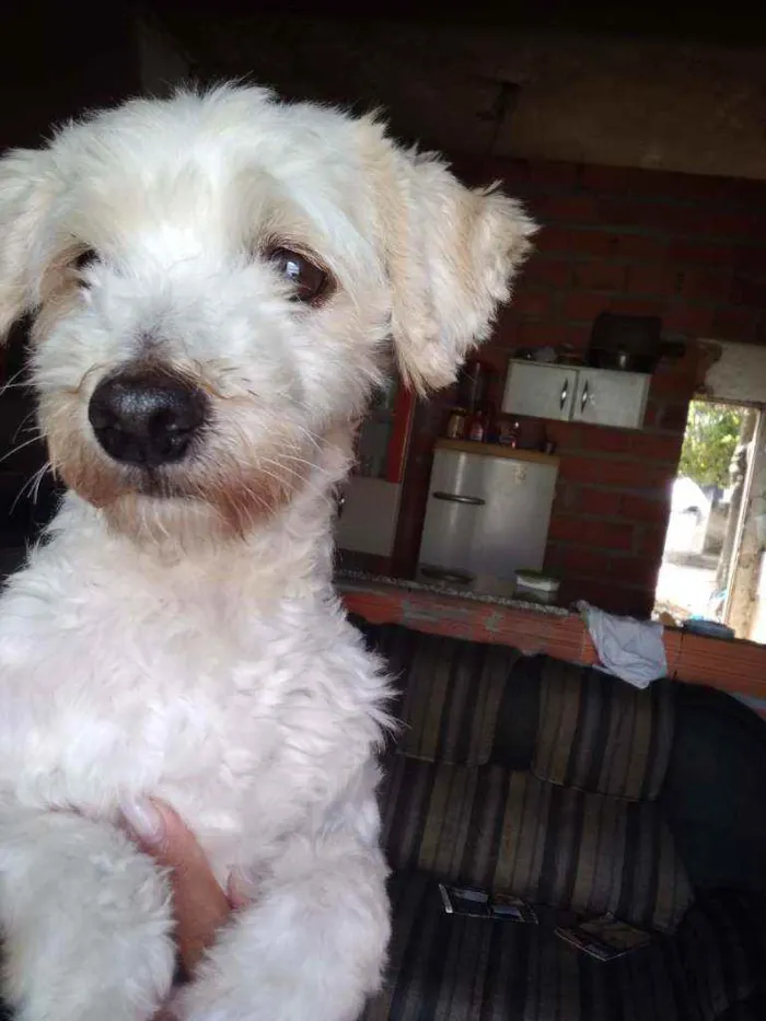 Cachorro ra a Podle idade 6 ou mais anos nome Bob