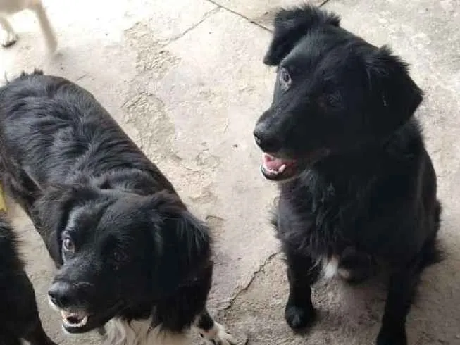 Cachorro ra a srd idade 2 anos nome Sofia
