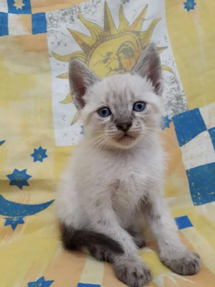 Gato ra a Siamês idade Abaixo de 2 meses nome Gatinhos