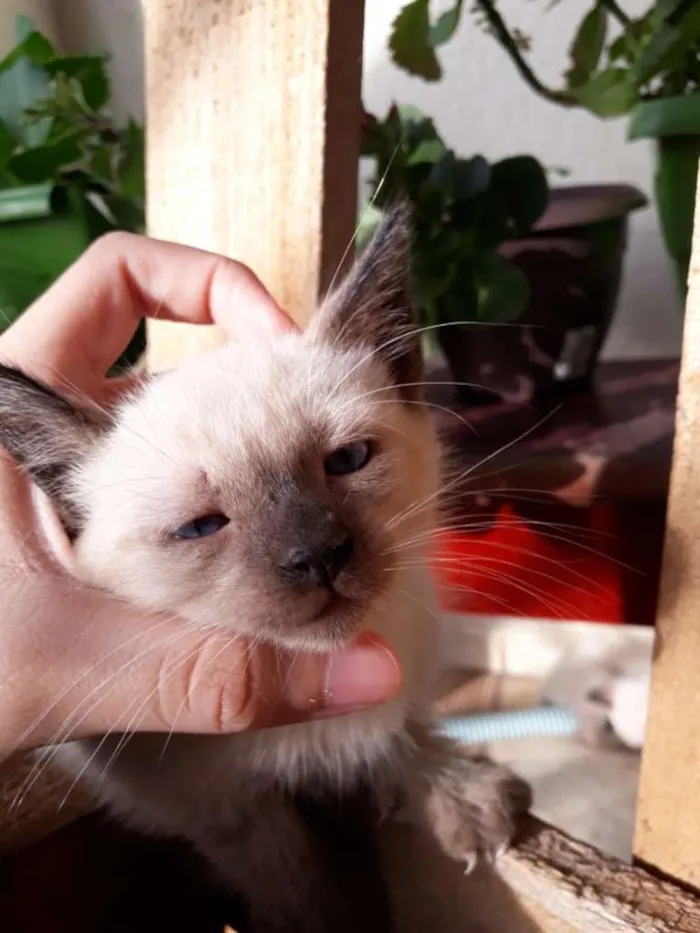 Gato ra a Siamês idade Abaixo de 2 meses nome Gatinhos