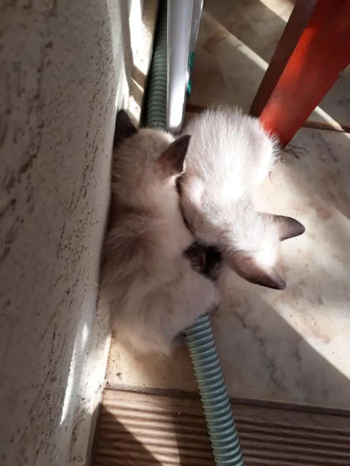 Gato ra a Siamês idade Abaixo de 2 meses nome Gatinhos