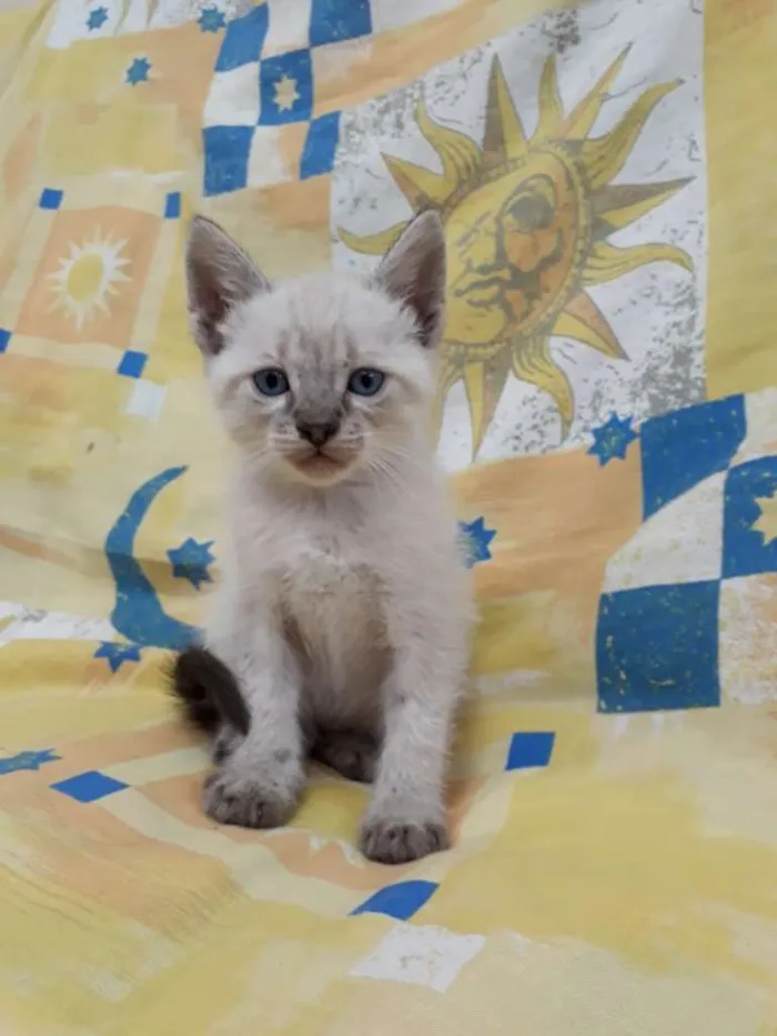 Gato ra a Siamês idade Abaixo de 2 meses nome Gatinhos