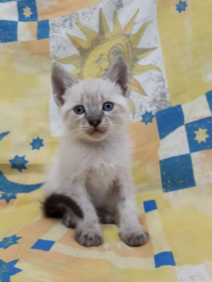 Gato ra a Siamês idade Abaixo de 2 meses nome Gatinhos