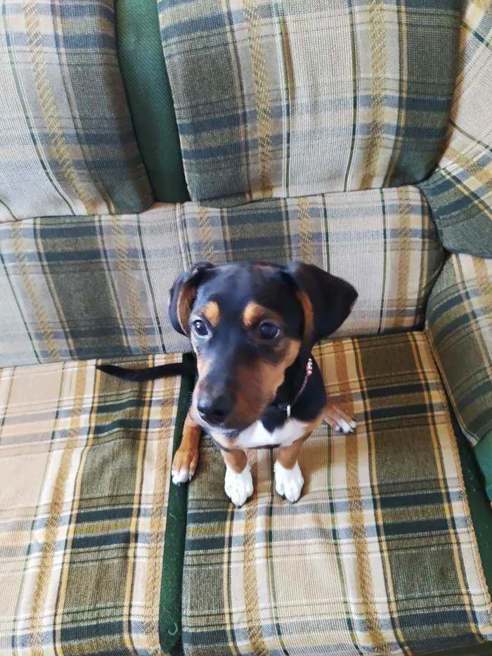 Cachorro ra a Sem raça específica  idade 7 a 11 meses nome Dolores