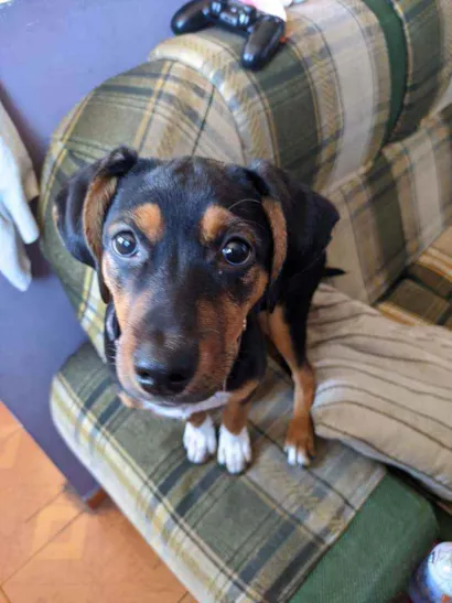 Cachorro raça Sem raça específica  idade 7 a 11 meses nome Dolores