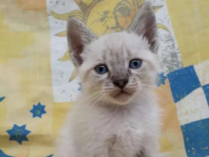 Gato ra a Siamês idade Abaixo de 2 meses nome Gatinhos