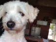Bob