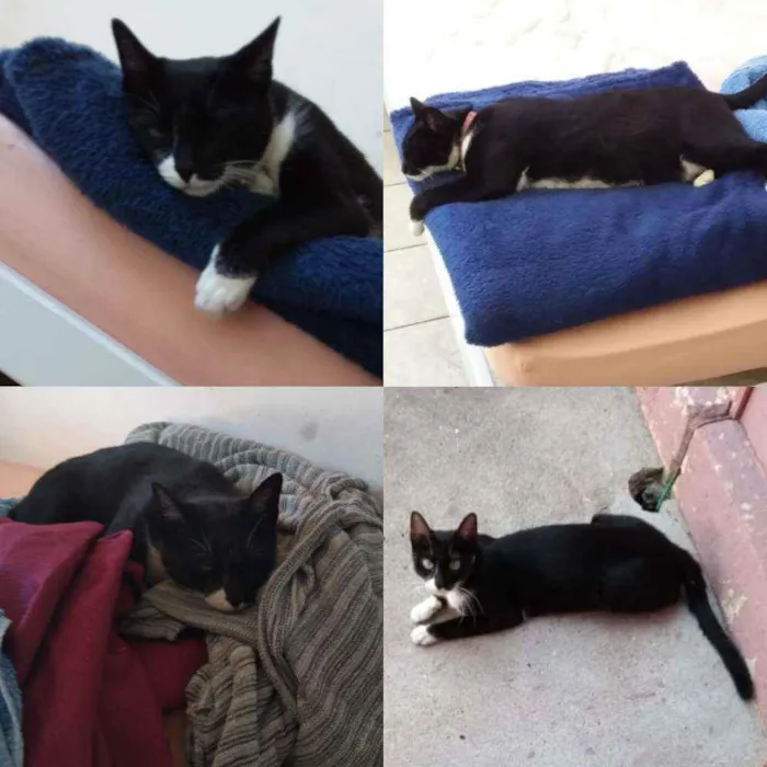 Gato ra a Srd idade 7 a 11 meses nome Pretinha