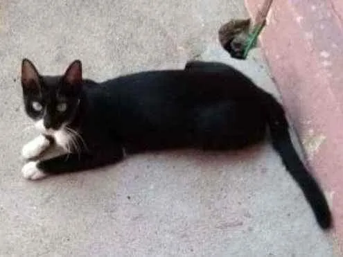 Gato ra a Srd idade 7 a 11 meses nome Pretinha