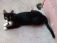 Pretinha