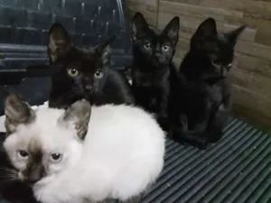Gato raça VIRA LATA  idade Abaixo de 2 meses nome SALVE VIDAS 