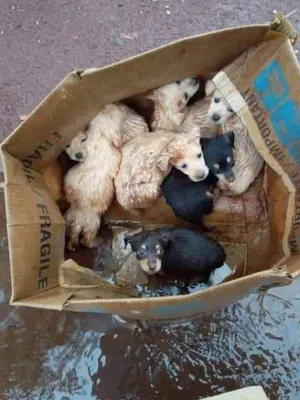 Cachorro raça Indefinida idade Abaixo de 2 meses nome Sem nome