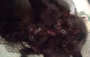 Gato raça SRD idade 2 a 6 meses nome Filhotes de gatos