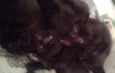 Filhotes de gatos