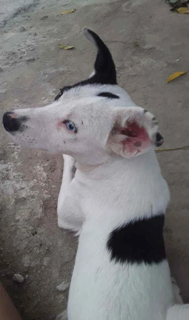 Cachorro raça Vira-lata  idade 1 ano nome Bolt 