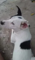 Bolt