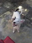 Bolt 