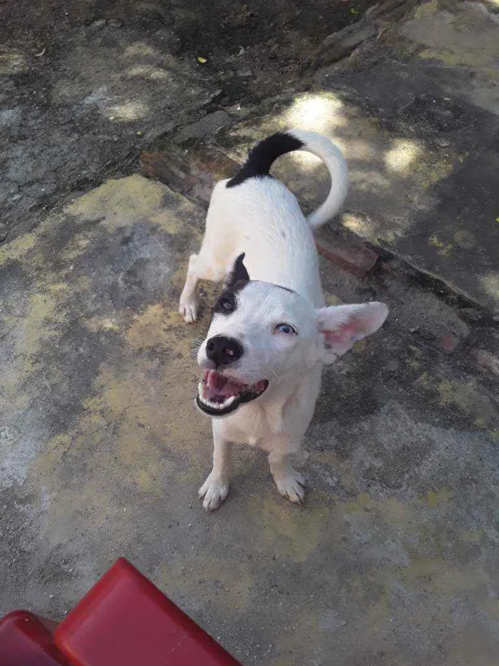 Cachorro raça Vira-lata  idade 1 ano nome Bolt 