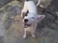 Bolt