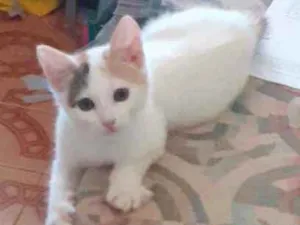 Gato raça gatos idade 2 a 6 meses nome sem nome
