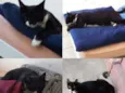 Pretinha