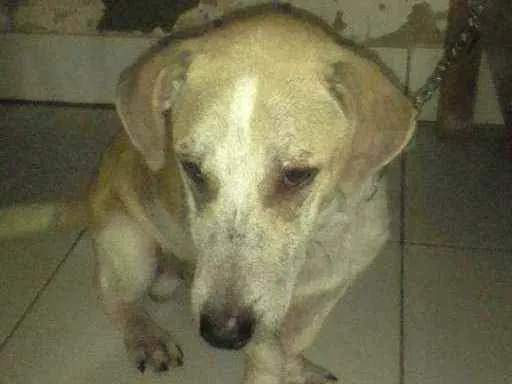 Cachorro ra a Não sei a raça idade 7 a 11 meses nome Apolo