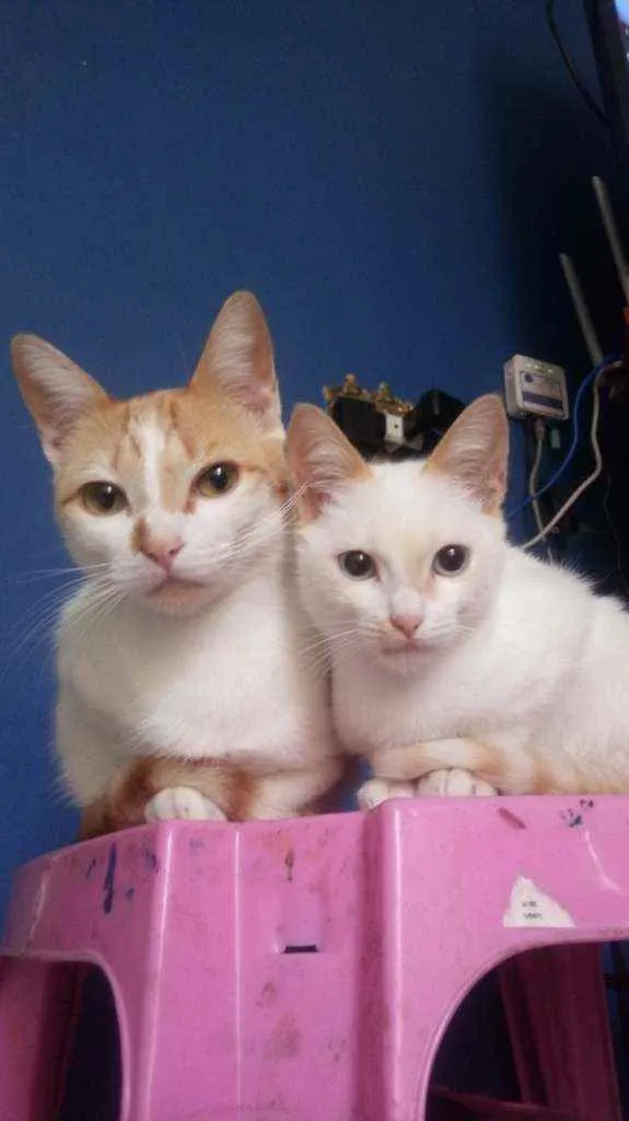 Gato ra a  idade 2 a 6 meses nome Sem nome