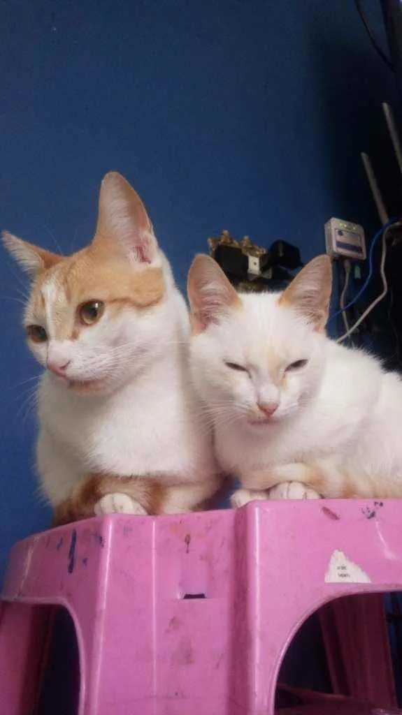 Gato ra a  idade 2 a 6 meses nome Sem nome