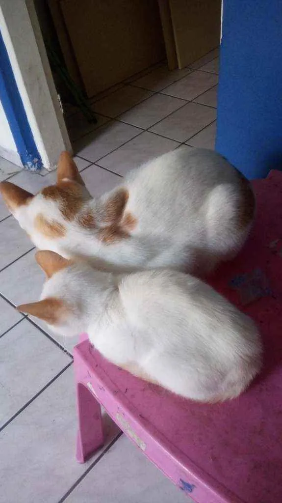 Gato ra a  idade 2 a 6 meses nome Sem nome
