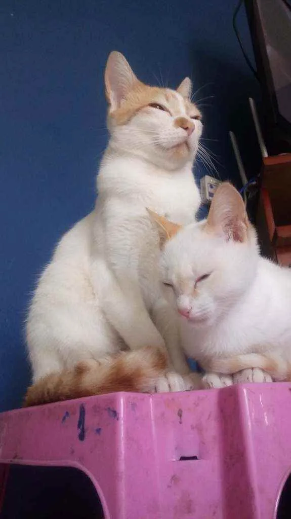 Gato ra a  idade 2 a 6 meses nome Sem nome