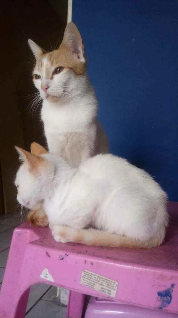 Gato ra a  idade 2 a 6 meses nome Sem nome
