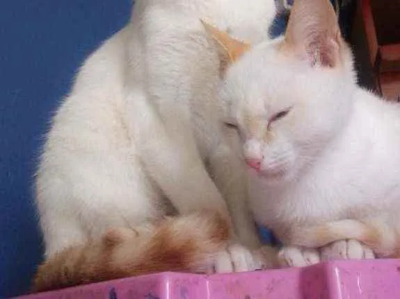 Gato ra a  idade 2 a 6 meses nome Sem nome