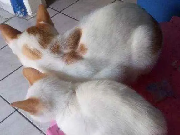 Gato ra a  idade 2 a 6 meses nome Sem nome