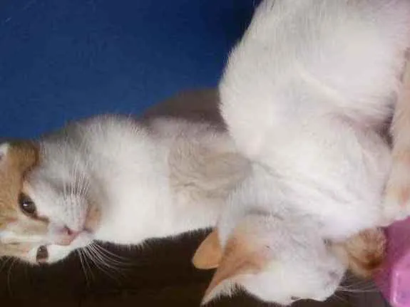 Gato ra a  idade 2 a 6 meses nome Sem nome
