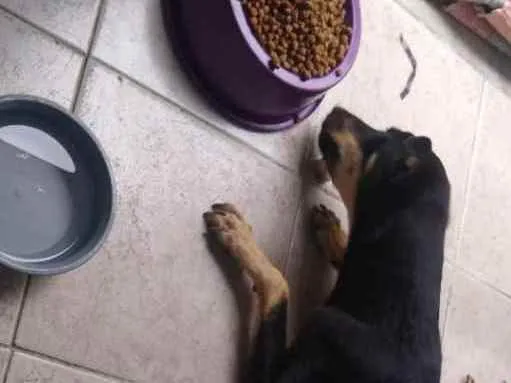 Cachorro ra a Vira lata idade 1 ano nome Pretinho