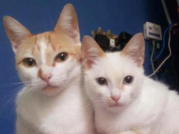 Gato ra a  idade 2 a 6 meses nome Sem nome