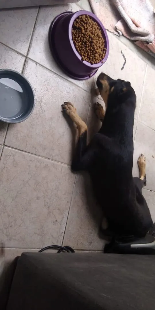 Cachorro ra a Vira lata idade 1 ano nome Pretinho