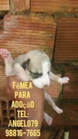 Filhote