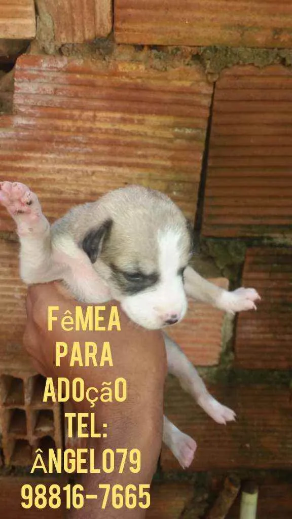 Cachorro raça Srd idade Abaixo de 2 meses nome Filhote