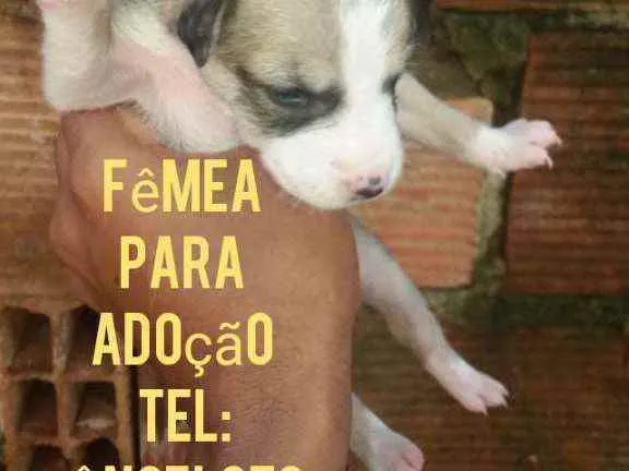 Cachorro raça Srd idade Abaixo de 2 meses nome Filhote