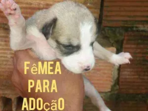 Cachorro raça Srd idade Abaixo de 2 meses nome Filhote