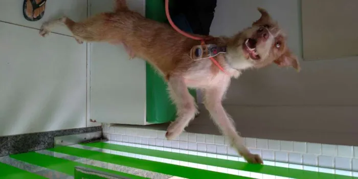 Cachorro raça sem raça idade 7 a 11 meses nome Fábio