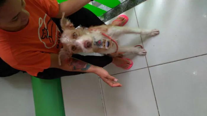 Cachorro raça sem raça idade 7 a 11 meses nome Fábio